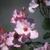 Rosa 'Dainty Bess'