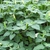 Dense, leafy shrub with upright flower buds in various stages
