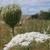 Daucus carota