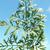 Daucus carota