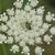 Daucus carota