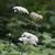 Daucus carota