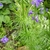 Delphinium ajacis (annual larkspur) fine foliage