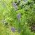 Delphinium ajacis (annual larkspur) fine, feathery oliage