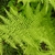 Detail of bipinnate frond.