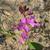 Desmodium spp.