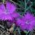 Dianthus gratianopolitanus