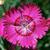 Dianthus gratianopolitanus