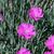 Dianthus gratianopolitanus