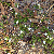 Diodia virginiana