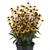 Small perennial with green lanceolate leaves & numerous flowers