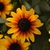 Close-up of black center disc and burnt orange to yellow petals