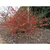 Form of the shrub