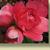 Double Take™  'Pink Storm' Chaenomeles speciosa
