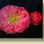 Double Take™  'Pink Storm' Chaenomeles speciosa