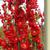 Double Take™ Chaenomeles speciosa 'Scarlet Storm'