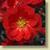 Double Take™ Chaenomeles speciosa 'Scarlet Storm'