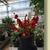 Double Take™ Chaenomeles speciosa 
