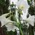 Formosana hybrid, Easter lily.