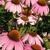 Several pink petalled flowers with a brownish orange center