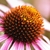 Close up of the brownish orange center.