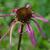 Echinacea laevigata