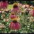 Echinacea laevigata