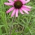 Flower close up