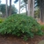 Shrub with rounded crown and large green leaves.