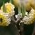 Clusters of yellow and white flowers.