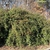 Whole plant