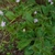 Flowers atop erect stalks