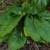Large, hairy basal leaves adpressed to the ground.