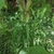 Wild Form