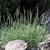 grass with upright spikes growing among rocks.