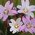 Epilobium ciliatum