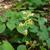 Epimedium in early spring