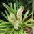 Eucomis comosa flower