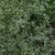 Flower buds in Moore County