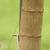Euphorbia cotinifolia bark