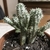 Young plant