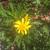 Euryops pectinatus 'Viridis'