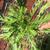 Euryops pectinatus 'Viridis'
