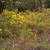 Euthamia caroliniana in the fall in Moore County