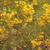 Euthamia caroliniana in the fall in Moore County