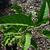 Eutrochium fistulosum's leaves in the summer in Moore County