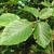 Leaves of F. sylvatica