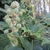 Compound umbel flower stalk. Flowers white.