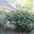 Large multi-stemmed shrubs with terminal flower stalks