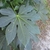 Large, palmately lobed leaf.